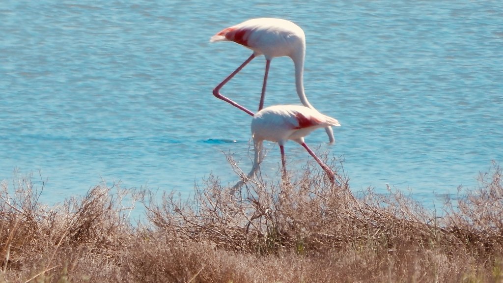 Flamingos auf San Pietro