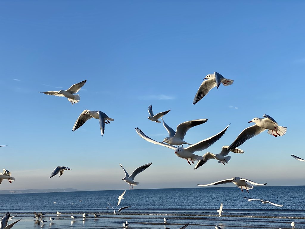 Möwen am Strand