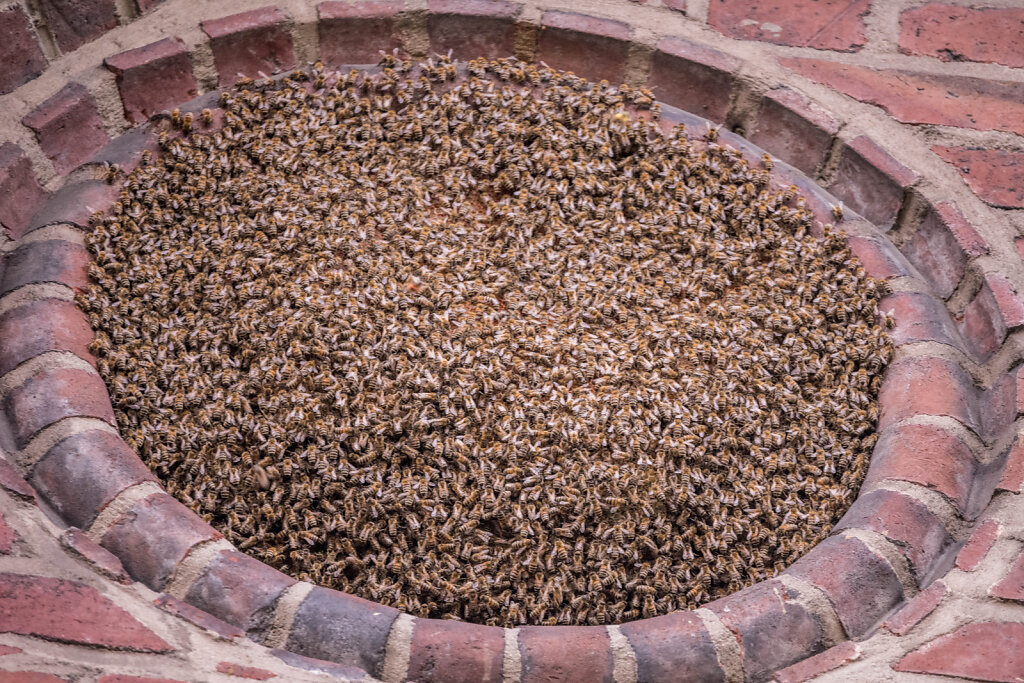 Bienen an St. Suitbertus